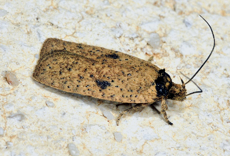 Elachistidae. Agonopterix subpropinquella